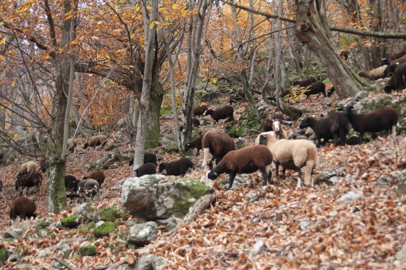 Pastoralisme - Crédit - Annabelle Wurbel
